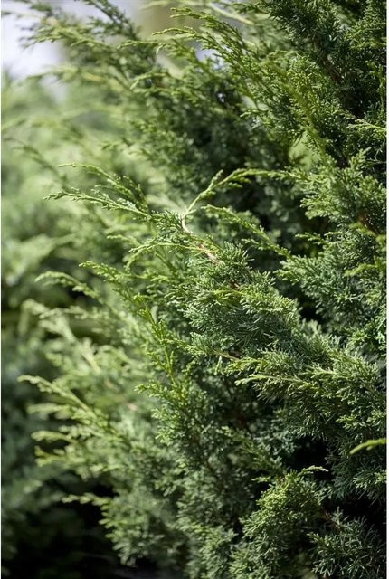 Juniperus Virginiana Canaertii Virginischer Wacholder als grüne Heckenpflanze und Nadelgehölz, Höhe: 100–125 cm - Bild 1