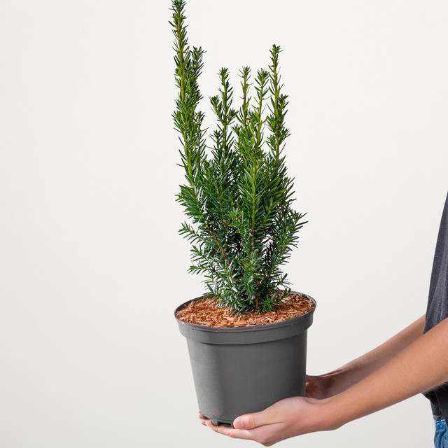 BLUME2000 Taxus Heckenpflanze als Konifere und Formgehölz für deinen Garten - Bild 1