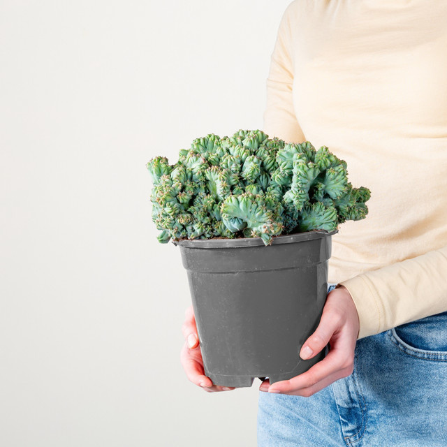 Myrtillocactus Cristata Heidelbeerkaktus von BLUME2000 in Grün und Grau - Bild 1