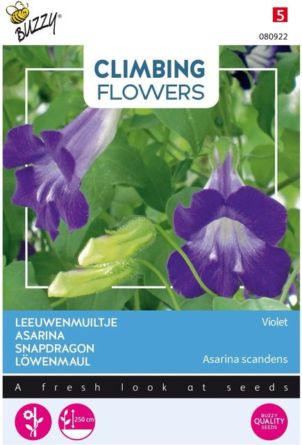 Arborix Kletter-Asarina Violet Buzzy Climbing Flowers mit ca. 10 Samen für Garten und Balkon - Bild 1