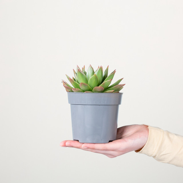 Echeveria Agavoides S Sukkulente von BLUME2000 in Grün, Grau und Hellrosa - Bild 1