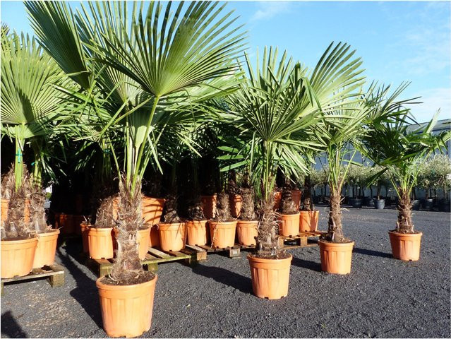 Trachycarpus fortunei Hanfpalme winterhart von Grünwaren, Höhe: 160-180 cm, Stammhöhe: 40-50 cm - Bild 1