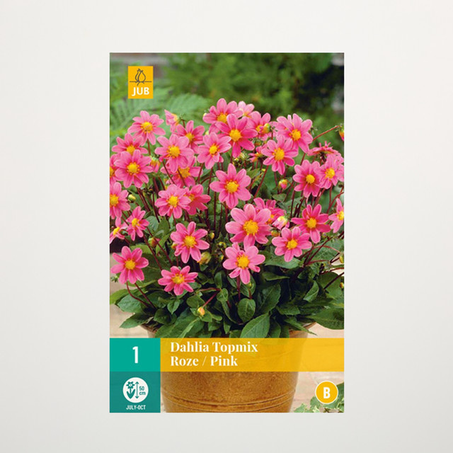 Topmix-Dahlie Knolle in Pink von BLUME2000 für Beete und Blumenkübel - Bild 1