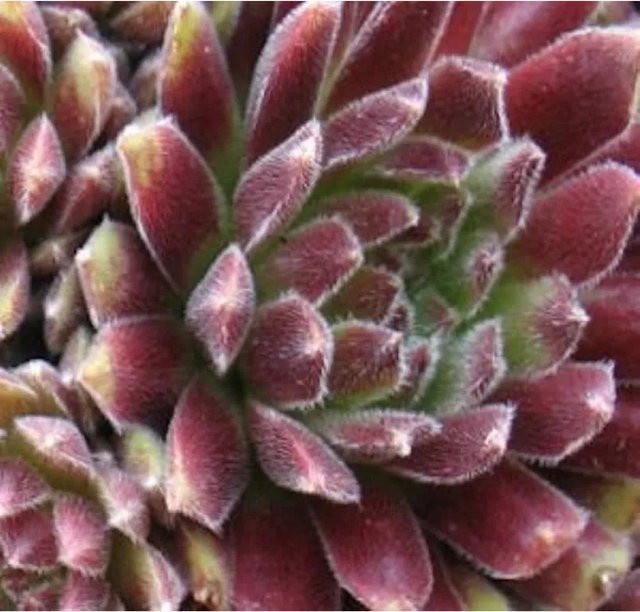 Sempervivum tectorum Hauswurz Candy Floss Sorte für den Garten - Bild 1