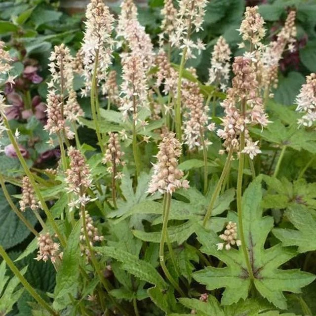 6er Set Arborix Tiarella Skeleton Key Schaumblüte mit weißen Blüten im 9 cm Topf - Bild 1