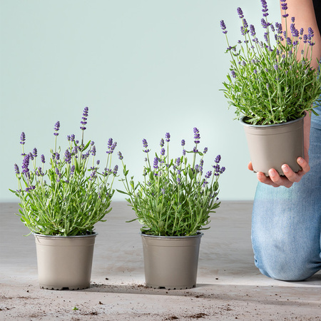 3er Set Lavandula angustifolia Winterharter Lavendel von BLUME2000