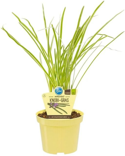 Exotenherz Knobi-Gras Thulbaghia Violacea Bio-Kräuterpflanze im 12cm Topf - Bild 1