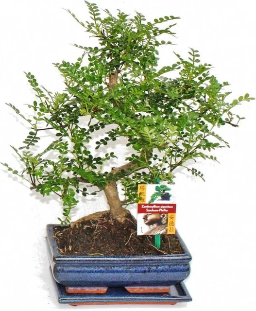 Exotenherz Bonsai Szechuan-Pfeffer Zanthoxylum Piperitum als Zimmerpflanze im Keramiktopf - Bild 1