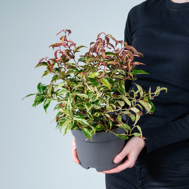 Leucothoe Traubenmyrte Makiyaz von BLUME2000 als Zierstrauch für Garten, Kübel und Balkon - Bild 1