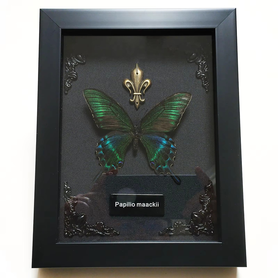 Authentisches Schmetterlings-Taxidermie-Sammlerstück in einer Schattenbox mit MDF-Holzrahmen und Plexiglas, Multicolor - Bild 2