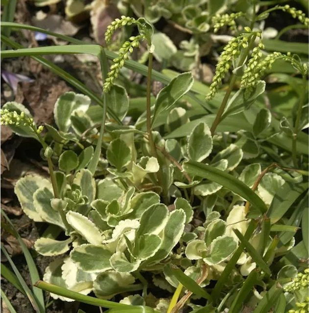 Chiastophyllum oppositifolium Goldtröpfchen Jim Pride - Grüner Bodendecker für Steingärten und Mauerfugen - Bild 1