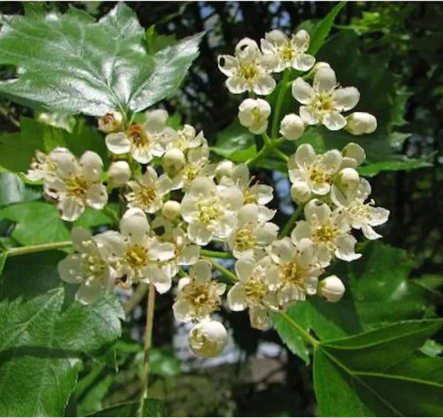 Elsbeere Sorbus torminalis Baum für den Garten, Höhe: 125-150 cm - Bild 1