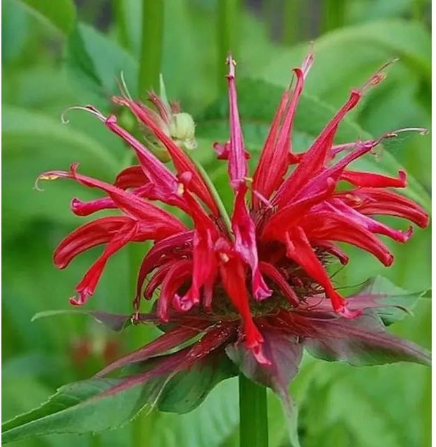 Monarda fistulosa Jacob Cline Indianernessel als mehrjährige Staude für Rabatten und Staudenbeete - Bild 1