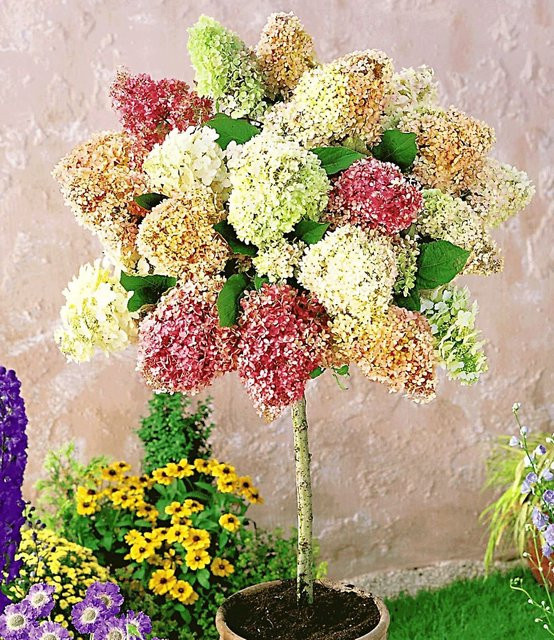 Hortensien-Stämmchen Grandiflora - Bild 1