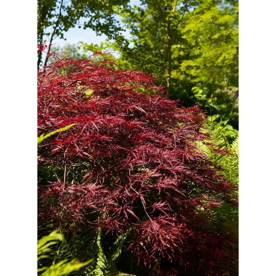 Acer Palmatum Red Pygmy Japanischer Ahorn in Rot mit 80 cm Stammhöhe - Bild 2