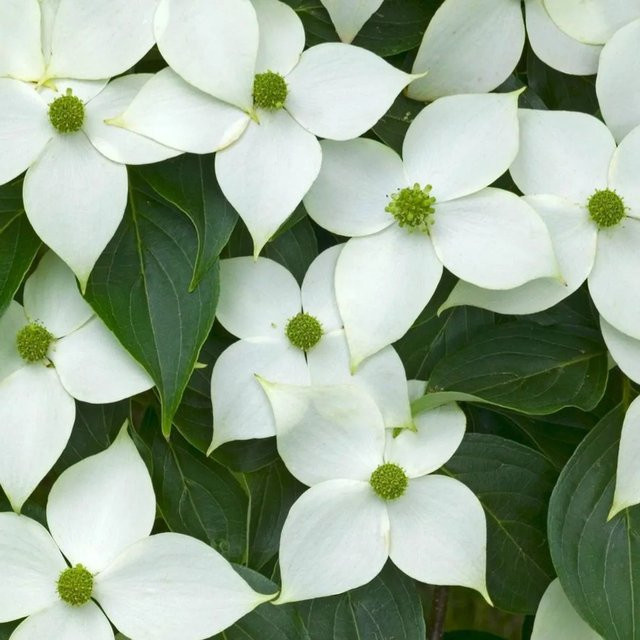 Arborix Japanischer Hartriegel China Girl Cornus kousa mit Herbstfärbung, Höhe: 50 bis 60 cm - Bild 1