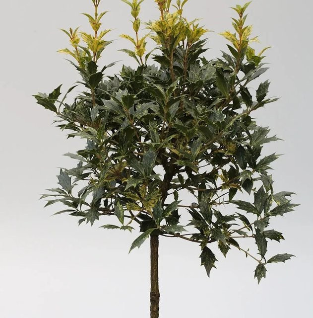 Hochstamm Osmanthus heterophyllus Goshiki Herbstduftblüte, grüne Kübelpflanze für Garten und Ziergarten, Höhe: 60-80 cm - Bild 1