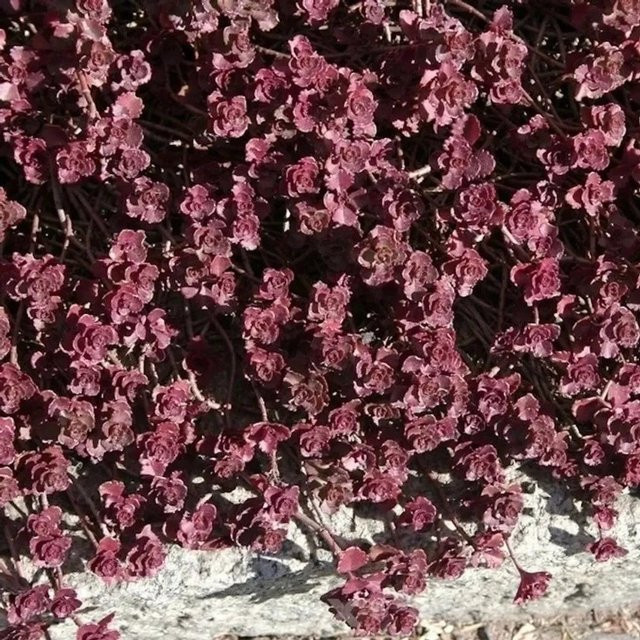 Sedum spurium Kaukasus Asienfetthenne Purpurteppich Bodendecker in Purple - Bild 1