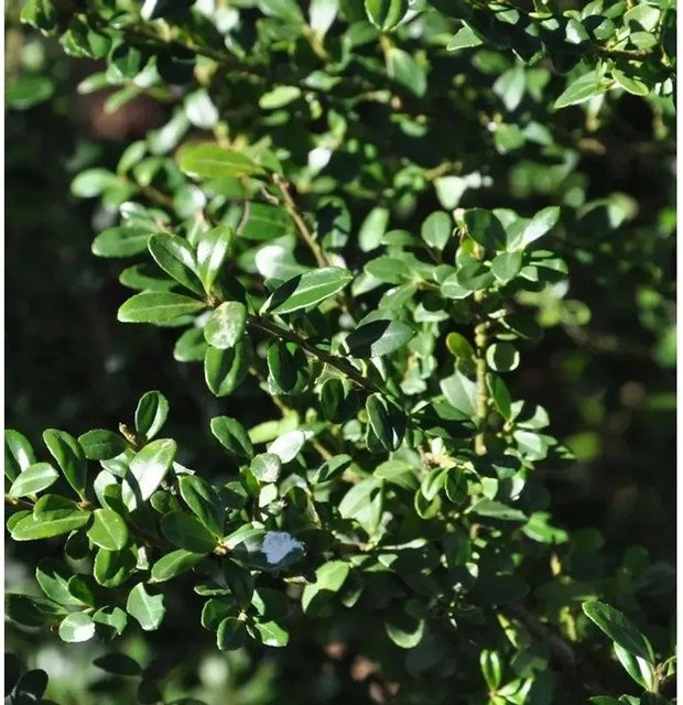 Hochstamm Japanische Stechpalme Ilex Glori Gem Ilex crenata in Grün, Höhe: 40-60 cm - Bild 1