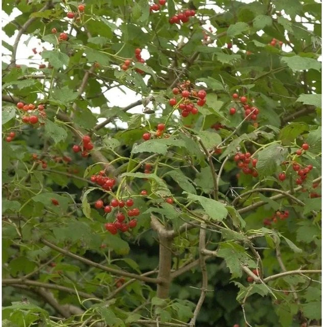 Zwerg Schneeball Viburnum opulus als Zierstrauch in Weiß und Rot, Höhe: 60-80 cm - Bild 1