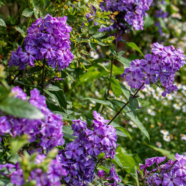 Phlox paniculata RockCollection Violett pflegeleichte Sommerstaude für Garten und Beet - Bild 1
