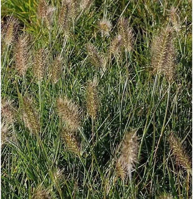 Lampenputzergras Little Bunny Pennisetum alopecuroides im Topf, grün und braun - Bild 1