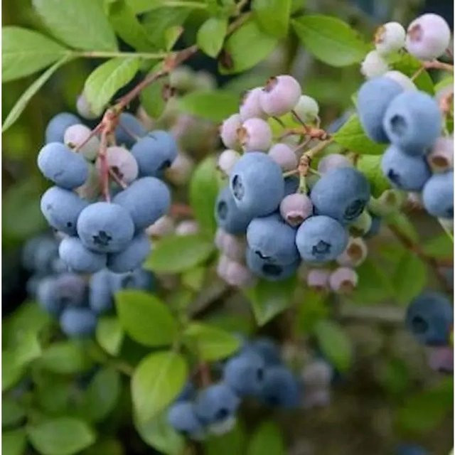 Heidelbeere Reka Vaccinium corymbosum Beerenstrauch von Nr-01.de - Bild 1