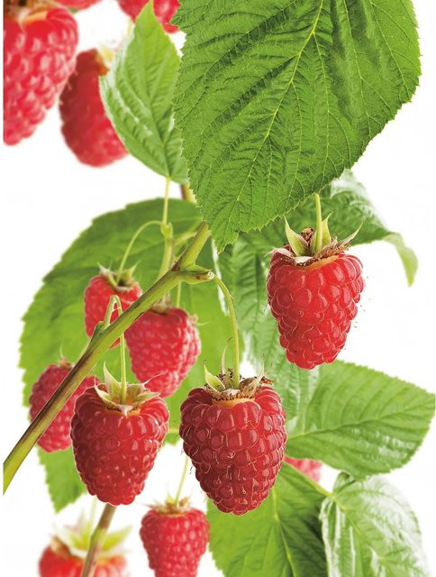 GROW by OBI Bio Himbeere Aroma Queen Rubus idaeus im Topf - Bild 1