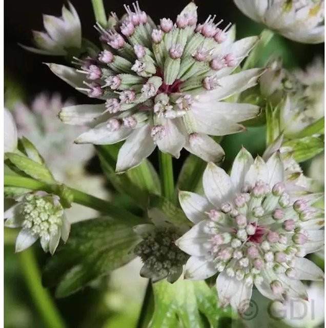 Astrantia major Sterndolde Star of Billion pink silber grün mehrjährige Pflanze im Topf - Bild 1