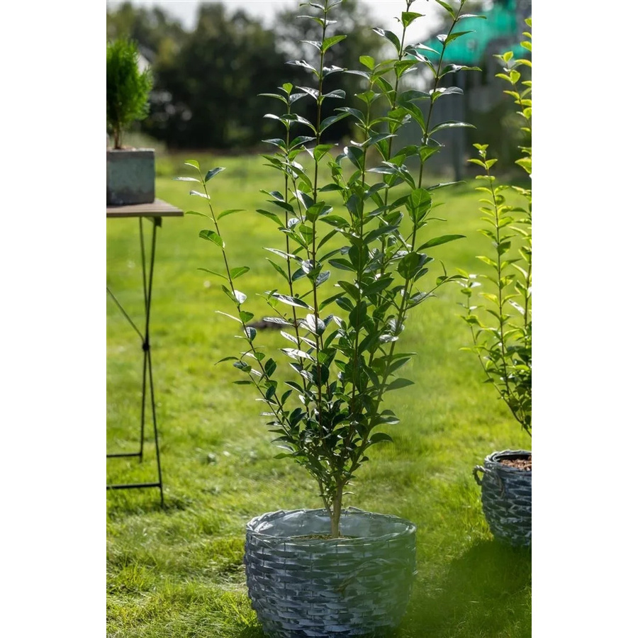 Ligustrum ovalifolium Grüne Heckenpflanze als Strauch für deinen Garten, Höhe: 80-100 cm - Bild 2