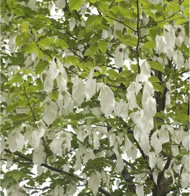 Davidia involucrata vilmoriniana Taubenbaum Taschentuchbaum mit weißen Blüten, Höhe: 125-150 cm - Bild 1