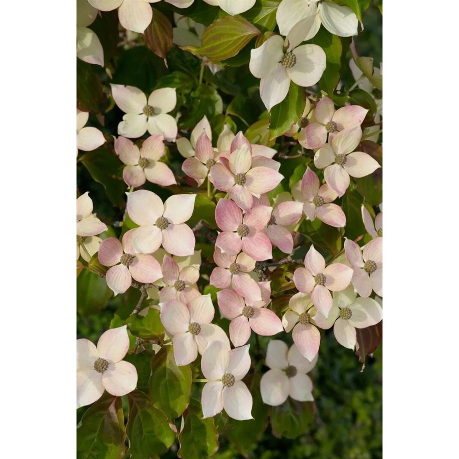 Cornus Kousa Dwarf Pink Japanischer Blumen-Hartriegel Rosa 40–60 cm - Bild 2