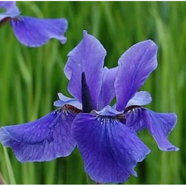 Sibirische Wieseniris Iris sibirica in Taubenblau von Nr-01.de - Bild 1