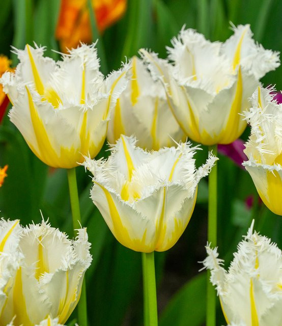 Crispa-Tulpe Lemon Beauty - Bild 1