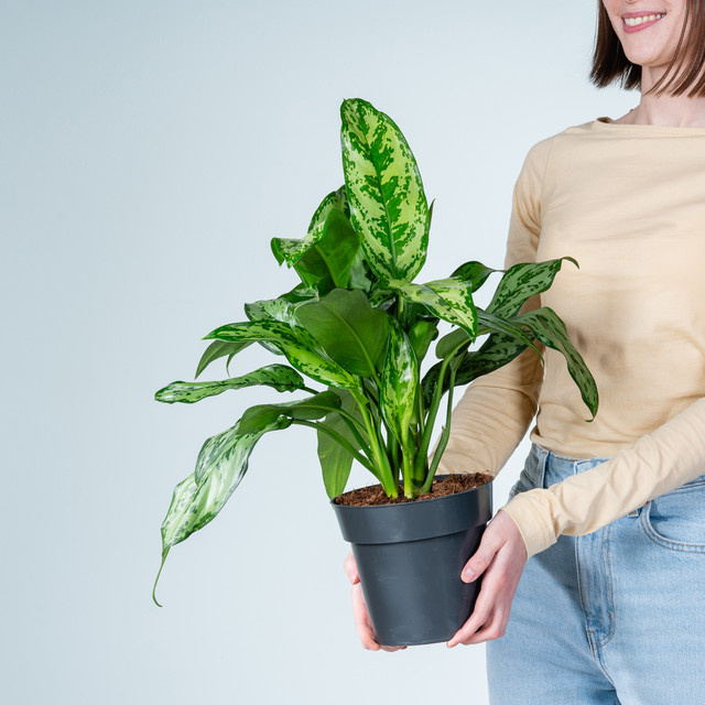 Aglaonema Romeo Zimmerpflanze von BLUME2000 in Grün gemustert - Bild 1