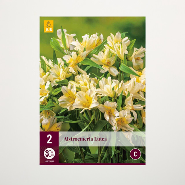 Inkalilie Lutea gelbe Knollen von BLUME2000 (2 Stück) - Bild 1