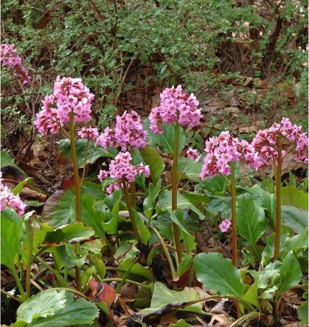 Bergenia cordifolia Pink Dragonfly - Rosa Blühende Staude und Bodendecker - Bild 1