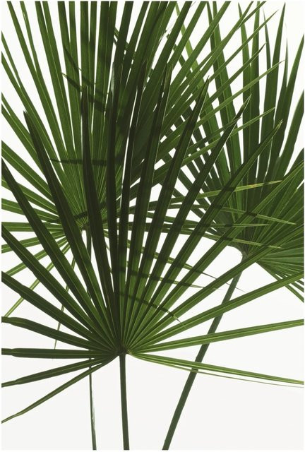 Komar Wandbild Palmtree Leaves in Grün, Poster auf Fotopapier, Breite: 50 cm, Höhe: 70 cm - Bild 1