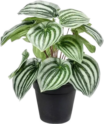 Künstliche Peperomia Klara von Aplanta, grüne Topfpflanze für den Tisch, Höhe: 25 cm - Bild 1