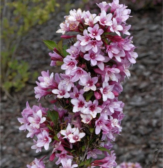 Weigela florida Rosea Zierstrauch in Pink, Höhe: 125-150 cm - Bild 1