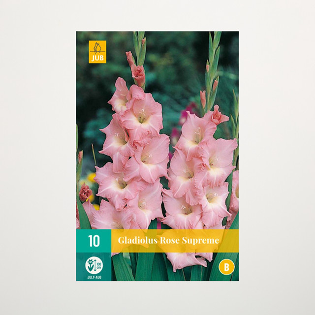 Gladiole Rose Supreme Blumenzwiebeln von BLUME2000, 10 Knollen - Bild 1