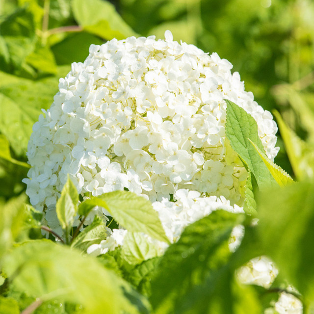 Schneeballhortensie Annabelle in Weiß als Zierstrauch für deinen Garten und Balkon - Bild 1