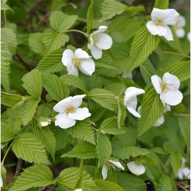 Rhodotypos scandens Scheinkerrie weiß kletternder Strauch 20-30 cm - Bild 1
