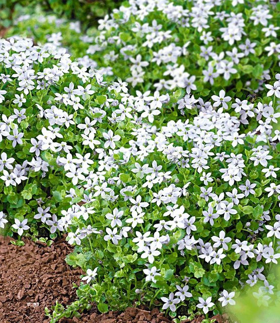 Isotoma White Splash Zimmerpflanze - Bild 1