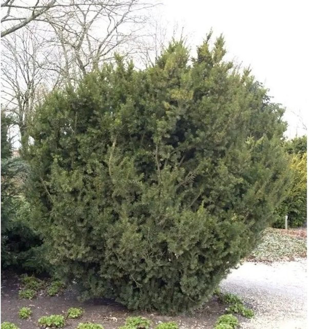 Nr-01.de Taxus media Heckenpflanze Grün 40-50 cm - Bild 1
