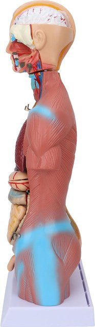 Nensit Menschliches Torso-Modell, pädagogisches Körper-Gehirnanatomie-Modell, brown - Bild 1