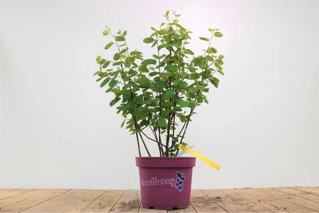 Amelanchier Alnifolia Greatberry Fruchtige Felsenbirne von Pflanzen für dich, Höhe: 50–60 cm - Bild 1