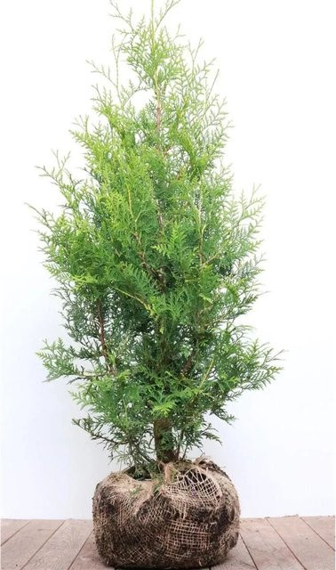 Thuja occidentalis Brabant Heckenpflanze Grün 80-100 cm - Bild 1