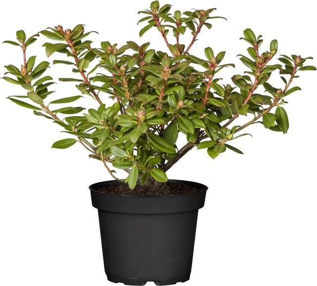 GROW by OBI Zwergalpenrose Princess Anne Rhododendron in Gelb mit 2l Topf - Bild 1
