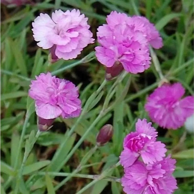 Pfingstnelke Pink Jewel Dianthus gratianopolitanus in Pink als mehrjährige Staude und Bodendecker von Nr-01.de - Bild 1